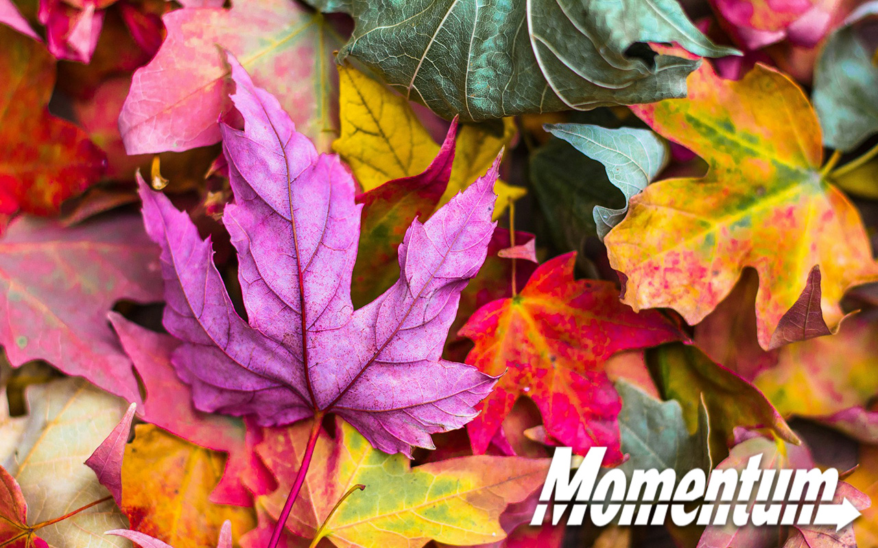 Leaves in a variety of colors, including green, yellow, orange, red, and purple in a pile.